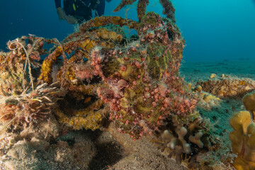Obraz premium Frog fish in the Red Sea Colorful and beautiful, Eilat Israel 
