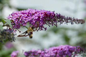Broad-bordered bee hawk-moth (Hemaris fuciformis) in flight above summer lilac in Zurich, Switzerland