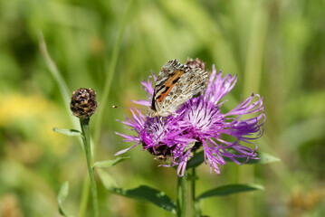 Painted Lady (Vanessa Cardui) Butterfly sitting on a pink scabiosa in Zurich, Switzerland