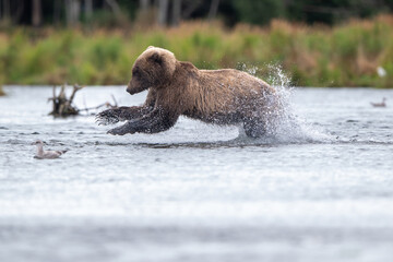 Alaskan brown bear chasing salmon in Brooks River at sunrise
