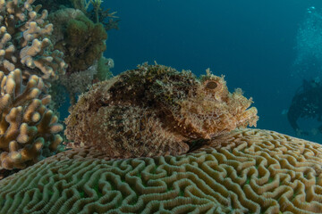 Obraz premium Fish swimming in the Red Sea, colorful fish, Eilat, Israel 