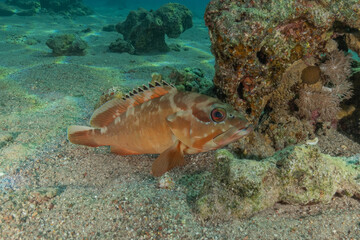Fototapeta premium Fish swimming in the Red Sea, colorful fish, Eilat, Israel 