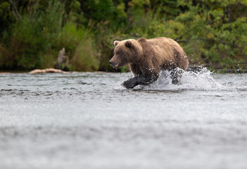Alaskan brown bear chasing salmon in Brooks River at sunrise