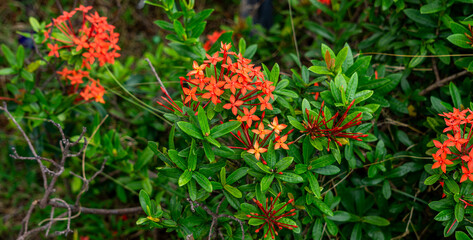 Beautiful clusters of red Ixora coccinea flowers blooming on a green bush in a tropical garden. Scenic natural background for botany, ecology and exotic travel concepts on a sunny summer day.