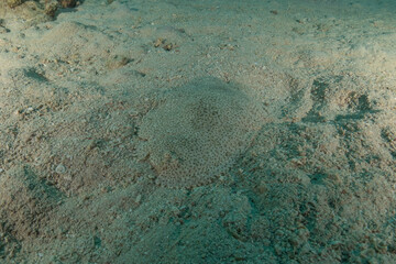 Obraz premium Fish swimming in the Red Sea, colorful fish, Eilat, Israel 