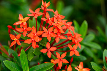 Extremely close macro shot of vibrant scarlet Ixora flower petals with tiny dew drops in a lush tropical park. High detailed texture of exotic flora for gardening and environmental themes.