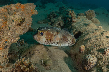 Fish swimming in the Red Sea, colorful fish, Eilat, Israel

