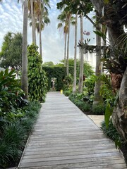 Palm-Lined Wood Path in Tropical Garden