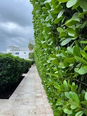 Urban Green Walkway with Hedges, Miami, Florida