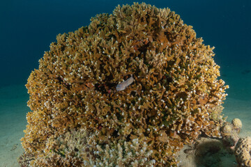 Coral reef and water plants in the Red Sea, Eilat Israel
