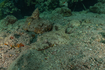 Fish swimming in the Red Sea, colorful fish, Eilat, Israel
