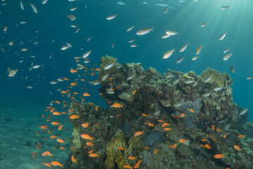 Coral reef and water plants in the Red Sea, Eilat Israel
