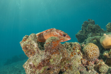Fish swimming in the Red Sea, colorful fish, Eilat, Israel
