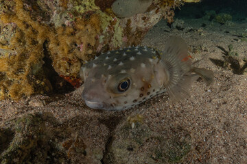 Fish swimming in the Red Sea, colorful fish, Eilat, Israel
