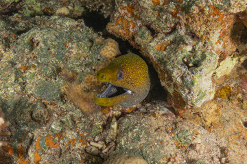 Moray eel Mooray lycodontis undulatus in the Red Sea, Eilat Israel
