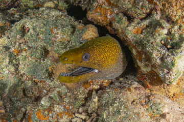Moray eel Mooray lycodontis undulatus in the Red Sea, Eilat Israel

