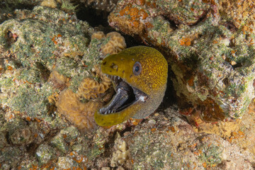 Moray eel Mooray lycodontis undulatus in the Red Sea, Eilat Israel
