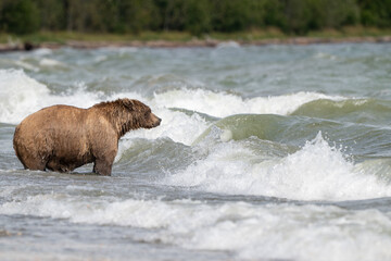 Alaskan brown bear searching for salmon in Naknek Creek.