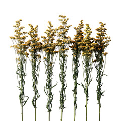 Vibrant yellow flowers on tall green stems against black background