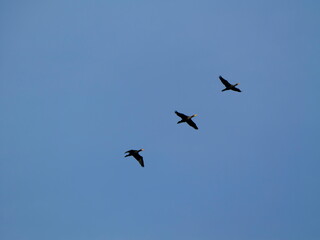 Drei Kormorane fliegen vor einem blauen Himmel, Ansicht von unten