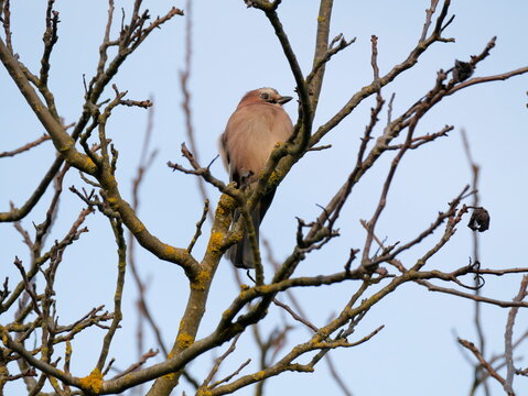 Eichelh&auml;her (Garrulus glandarius) sitzt auf einem Ast im Wald