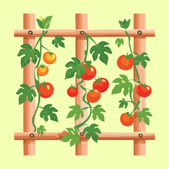 Healthy red tomatoes growing on a wooden trellis support in an organic nature garden setting