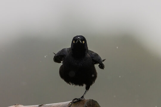 Ave equilibrista