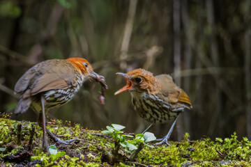 Grallaria alimentando su polluelo © OmarJavier