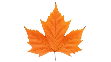 Obraz premium Orange maple leaf PNG isolated on transparent background, autumn foliage cutout for seasonal design projects