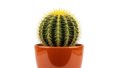 Golden barrel cactus in orange pot isolated PNG, spiky succulent plant for desert flora and home decor themes