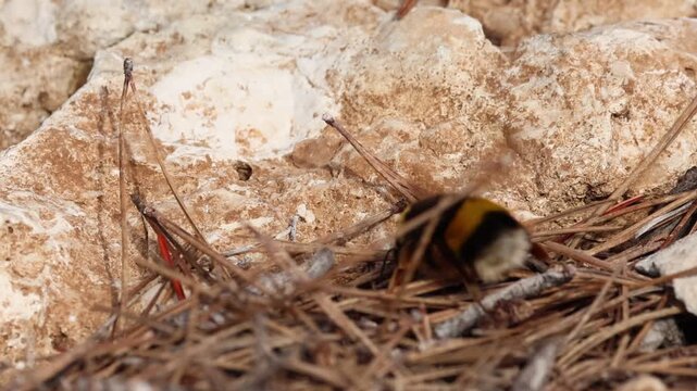 Vuelo de la reina buscando hogar en el ecosistema, Alcoy, Espa&ntilde;a