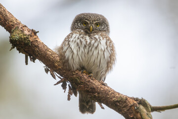 Eurasian pygmy owl (Glaucidium passerinum)