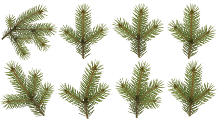 Collection of fir tree branches isolated on white background