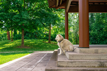 A husky dog sits on stone steps tied on a leash to a column of a pavilion in the park and waits for its owner © Анна Зеленая