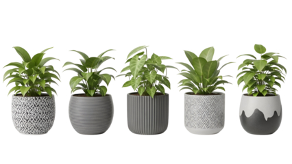 Collection of potted plants in decorative pots