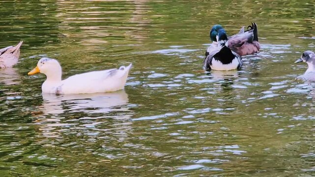 Un groupe de canards sauvages nage dans les eaux ensoleill&eacute;es d'un petit lac.