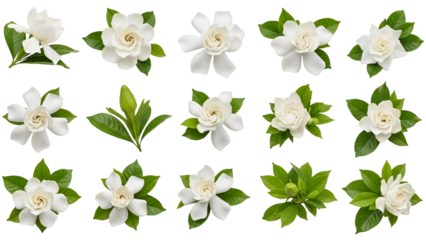 Collection of white gardenia flowers and leaves isolated on white background