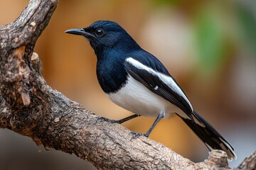 Oriental Magpie Robin perched on a textured tree branch, showcasing its striking black and white plumage.