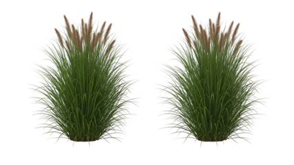 Beautiful green grass bushes with flowers