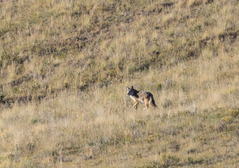 Coyotes Hunting