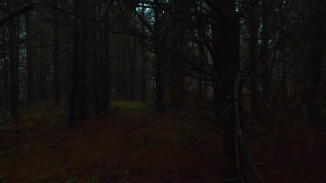 dark forest
