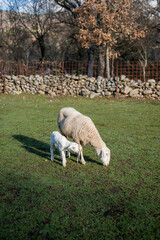 White ewe and lamb grazing on fresh green pasture, portraying a mother and baby family bond on a farm