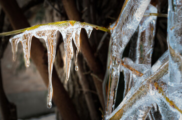 Close-up of thick ice formed on mulberry branches, with drips forming on icicles