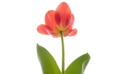 Vibrant red tulip flower isolated PNG on transparent background, close-up of delicate petals and stem for spring floral designs
