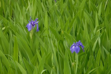 青い花と緑の葉の風景撮影。 (354)