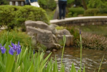 美しい庭のアヤメ花畑の景色　特集