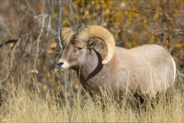 Bighorn Sheep