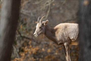 Bighorn Sheep