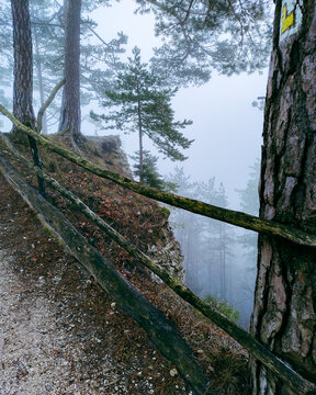 Brave tree grown on steep reef
