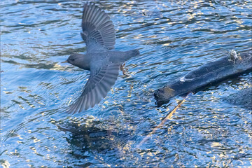American Dipper
